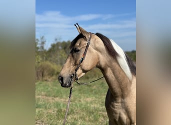 Tennessee walking horse, Gelding, 6 years, 15,3 hh, Tobiano-all-colors