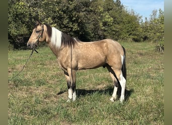 Tennessee walking horse, Gelding, 6 years, 15,3 hh, Tobiano-all-colors
