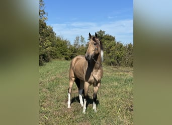 Tennessee walking horse, Gelding, 6 years, 15,3 hh, Tobiano-all-colors
