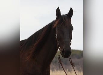 Tennessee walking horse, Gelding, 6 years, 16.3 hh, Black