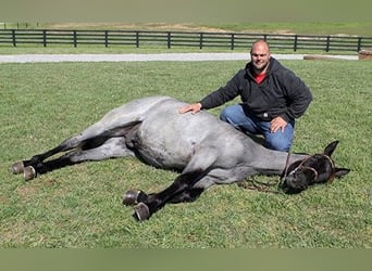 Tennessee walking horse, Gelding, 6 years, 16 hh, Roan-Blue