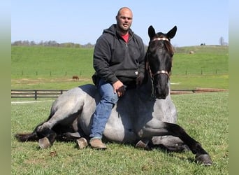 Tennessee walking horse, Gelding, 6 years, 16 hh, Roan-Blue