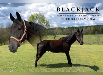 Tennessee walking horse, Gelding, 6 years, Black