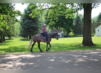 Tennessee walking horse, Gelding, 7 years, 14.2 hh, Bay