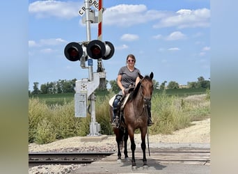 Tennessee walking horse, Gelding, 7 years, 14.3 hh, Roan-Bay