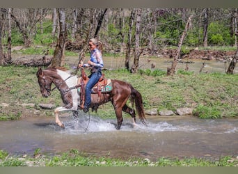 Tennessee walking horse, Gelding, 7 years, 14.3 hh, Tobiano-all-colors