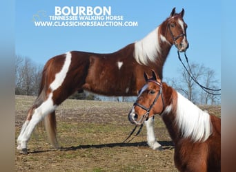 Tennessee walking horse, Gelding, 7 years, 14 hh, Tobiano-all-colors