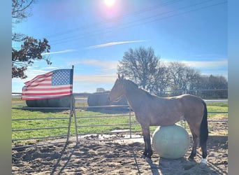 Tennessee walking horse, Gelding, 7 years, 15,1 hh, Buckskin