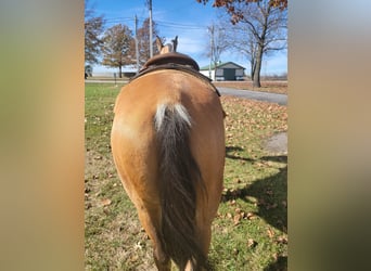 Tennessee walking horse, Gelding, 7 years, 15,1 hh, Buckskin