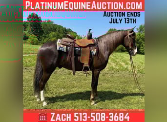 Tennessee walking horse, Gelding, 7 years, 15.1 hh, Chestnut