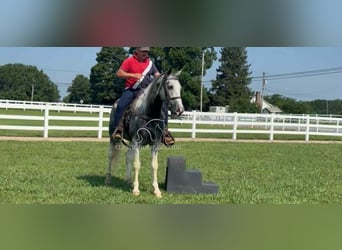Tennessee walking horse, Gelding, 7 years, 15 hh, Gray