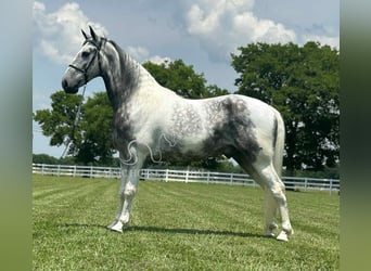 Tennessee walking horse, Gelding, 7 years, 15 hh, Gray
