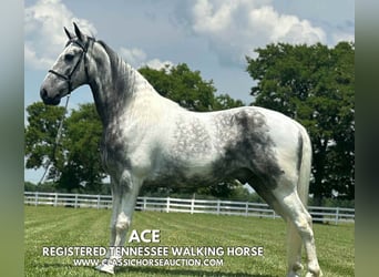 Tennessee walking horse, Gelding, 7 years, 15 hh, Gray