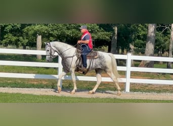 Tennessee walking horse, Gelding, 7 years, 15 hh, Gray