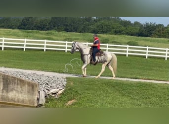 Tennessee walking horse, Gelding, 7 years, 15 hh, Gray