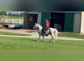 Tennessee walking horse, Gelding, 7 years, 15 hh, Gray