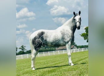 Tennessee walking horse, Gelding, 7 years, 15 hh, Gray