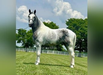 Tennessee walking horse, Gelding, 7 years, 15 hh, Gray