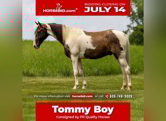 Tennessee walking horse, Gelding, 7 years, 15,1 hh, Pinto