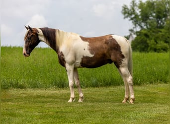 Tennessee walking horse, Gelding, 7 years, 15,1 hh, Pinto