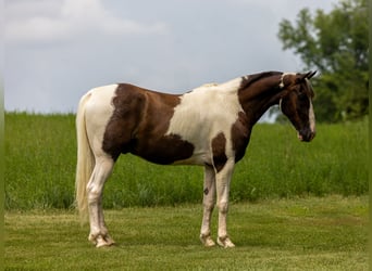 Tennessee walking horse, Gelding, 7 years, 15,1 hh, Pinto