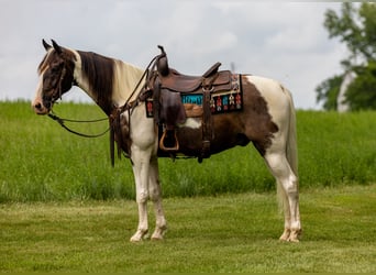 Tennessee walking horse, Gelding, 7 years, 15,1 hh, Pinto