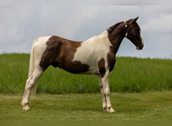 Tennessee walking horse, Gelding, 7 years, 15,1 hh, Pinto