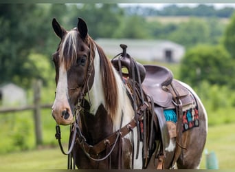 Tennessee walking horse, Gelding, 7 years, 15,1 hh, Pinto