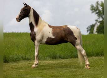 Tennessee walking horse, Gelding, 7 years, 15,1 hh, Pinto