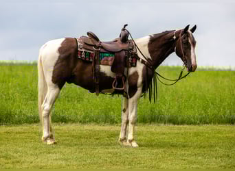 Tennessee walking horse, Gelding, 7 years, 15,1 hh, Pinto