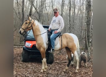 Tennessee walking horse, Gelding, 7 years, 16 hh, Buckskin