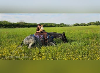 Tennessee walking horse, Gelding, 7 years, 16 hh, Roan-Blue