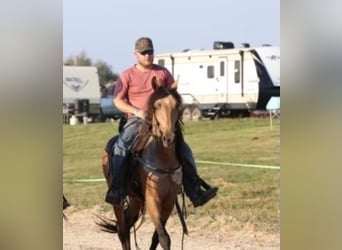Tennessee walking horse, Gelding, 7 years, Buckskin