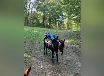 Tennessee walking horse, Gelding, 8 years, 13 hh, Black