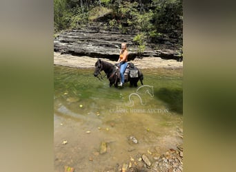 Tennessee walking horse, Gelding, 8 years, 13 hh, Black