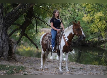 Tennessee walking horse, Gelding, 8 years, 14.1 hh, Tobiano-all-colors