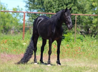 Tennessee walking horse, Gelding, 8 years, 14 hh, Black