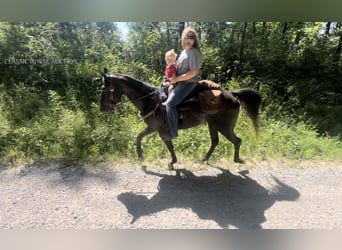 Tennessee walking horse, Gelding, 8 years, 14 hh, Black