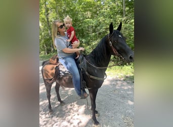 Tennessee walking horse, Gelding, 8 years, 14 hh, Black