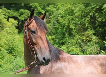 Tennessee walking horse, Gelding, 8 years, 14 hh, Roan-Bay