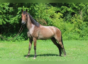 Tennessee walking horse, Gelding, 8 years, 14 hh, Roan-Bay