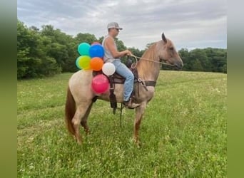 Tennessee walking horse, Gelding, 8 years, 14 hh, Sorrel