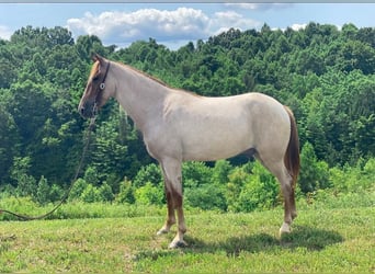Tennessee walking horse, Gelding, 8 years, 14 hh, Sorrel