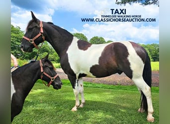 Tennessee walking horse, Gelding, 8 years, 14 hh, Tobiano-all-colors