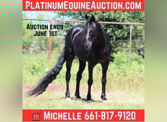 Tennessee walking horse, Gelding, 8 years, 14,3 hh, Black
