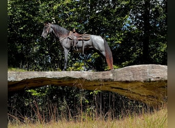 Tennessee walking horse, Gelding, 8 years, 15.3 hh, Roan-Blue