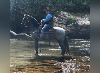 Tennessee walking horse, Gelding, 8 years, 15.3 hh, Roan-Blue