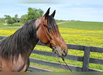 Tennessee walking horse, Gelding, 8 years, 15 hh, Bay