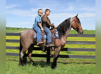 Tennessee walking horse, Gelding, 8 years, 15 hh, Bay