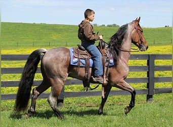Tennessee walking horse, Gelding, 8 years, 15 hh, Bay